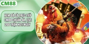 Xem Đá Gà Trực Tiếp CM88 Chuẩn 4k, Live 200 Trận Hot/Ngày